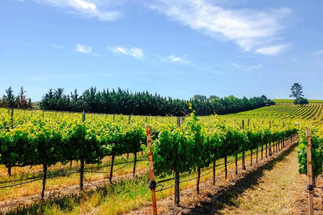 a vineyard with rows of vines and trees in the background