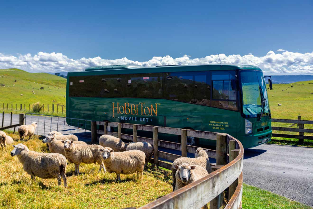 a herd of sheep standing next to a green bus