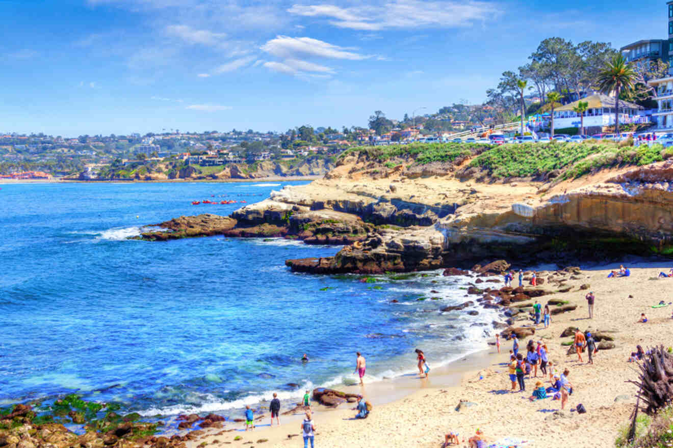 The La Jolla Cove Seals: 8 Things You Need to Know Before Visiting