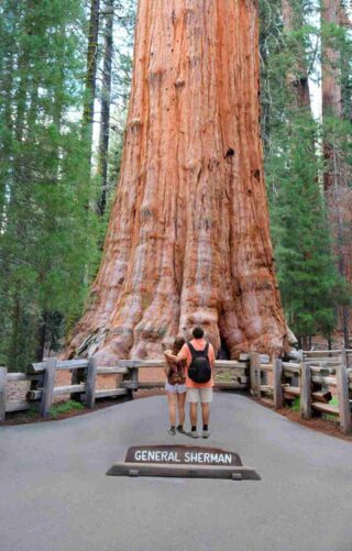 Two people standing in front of a giant sequoia tree.