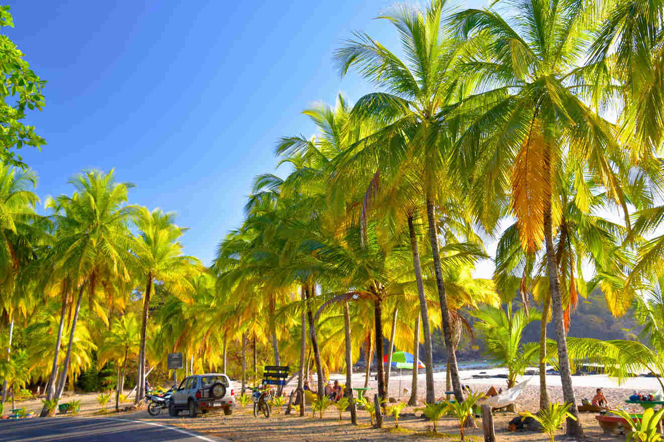 A road lined with palm trees next to a beach.