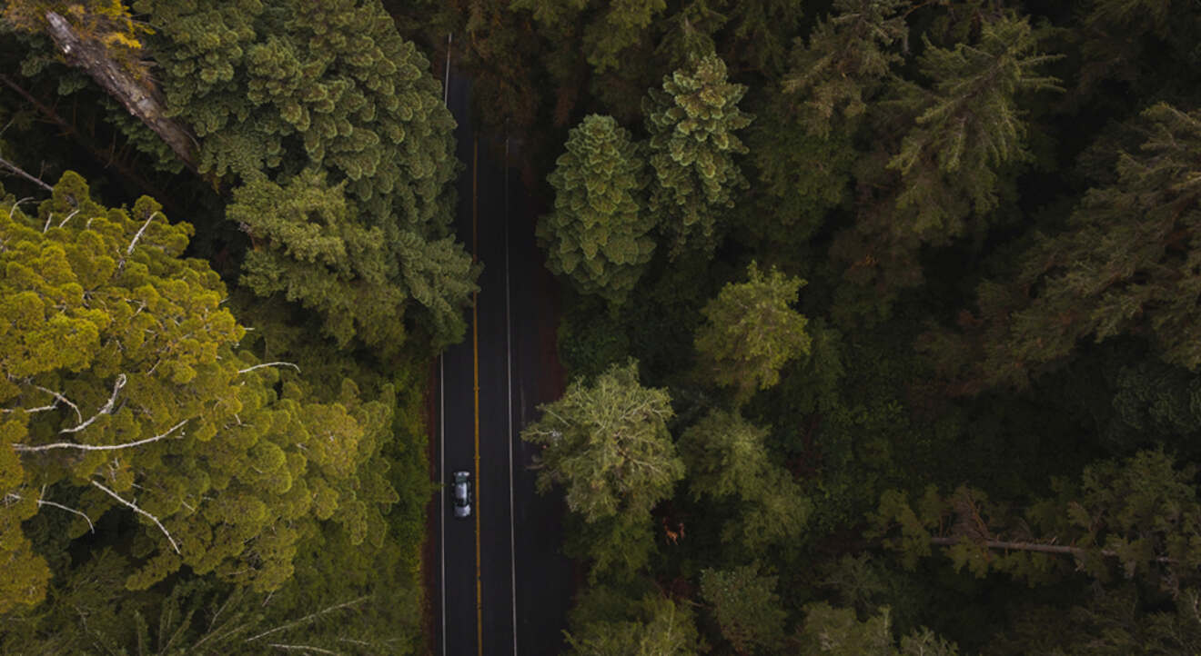 birds-eye view of a car driving on a road among tall trees