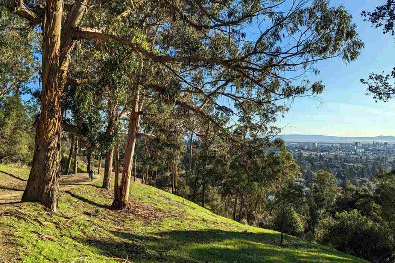 A grassy hill with trees and a view of the city.