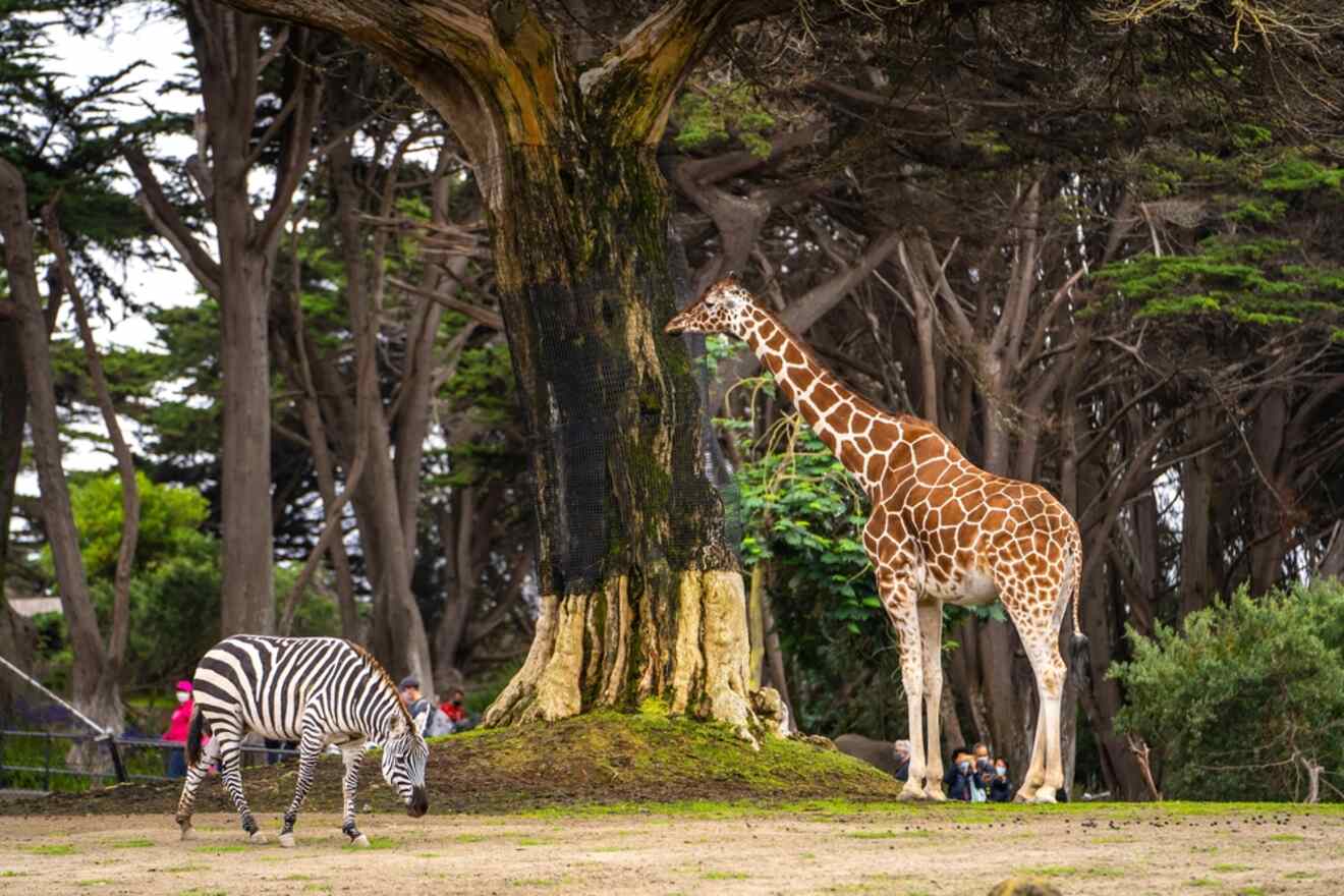 people looking at a giraffe and a zebra in a zoo