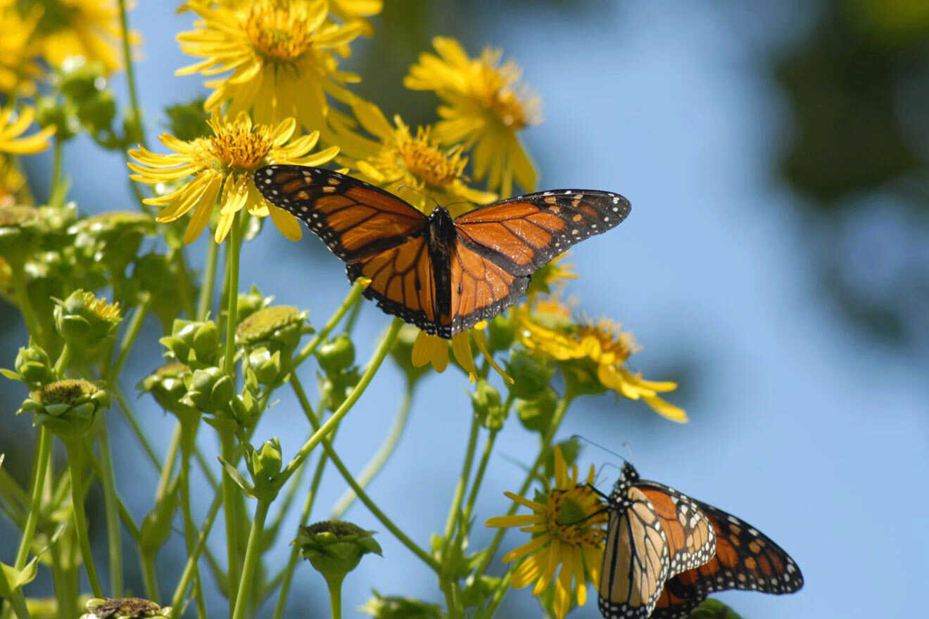 Two monarch butterflies perched on yellow flowers.