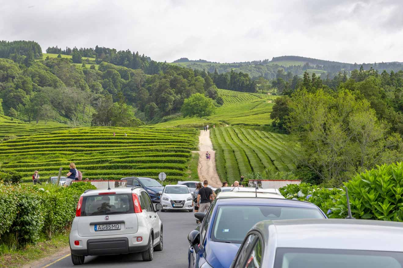 Cars are parked on a road next to a tea plantation.