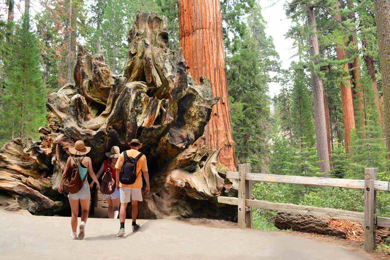 A group of people walking through a giant tree trunk.