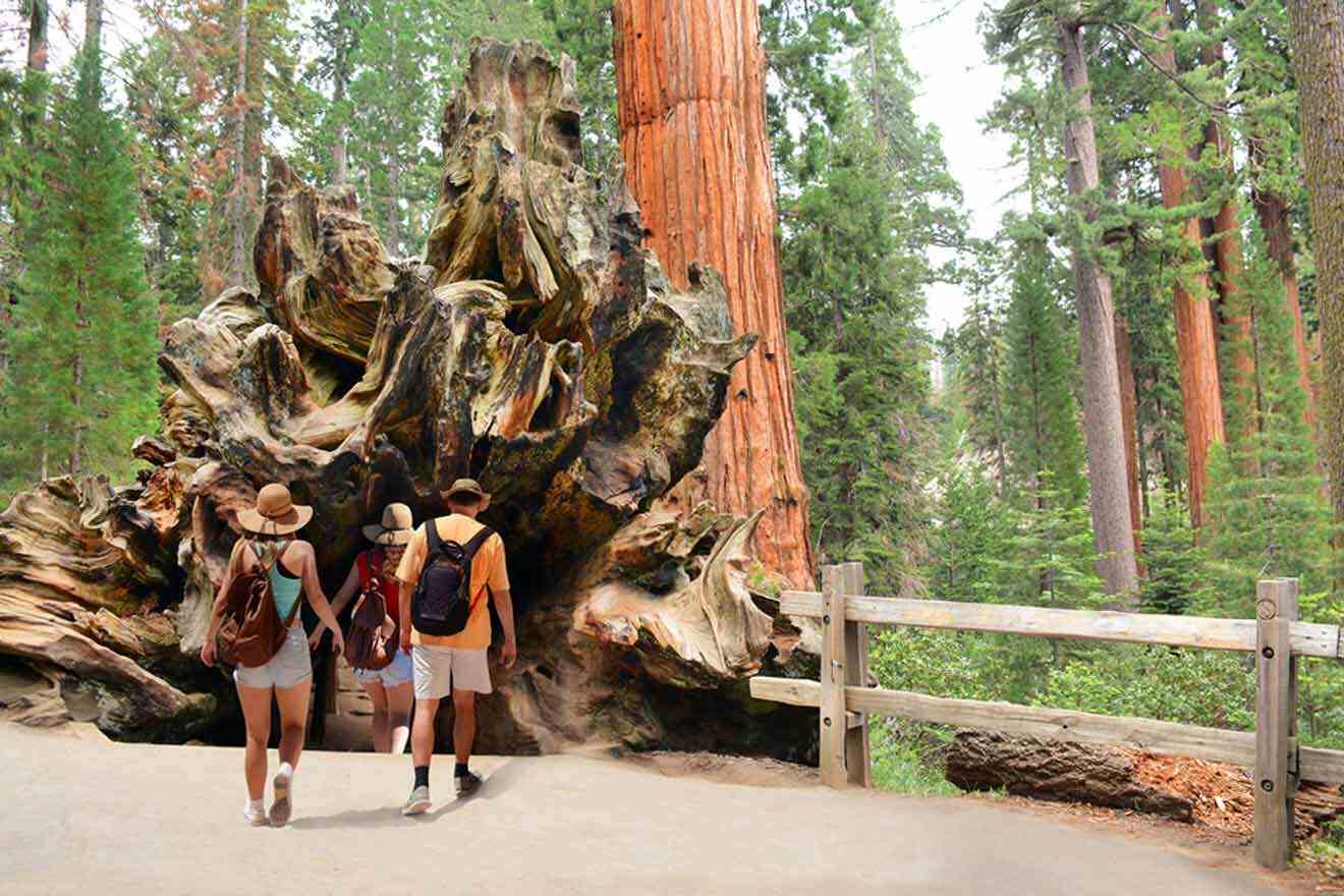 Three people with backpacks walk toward a massive fallen tree in a forest, surrounded by tall trees and a wooden fence.