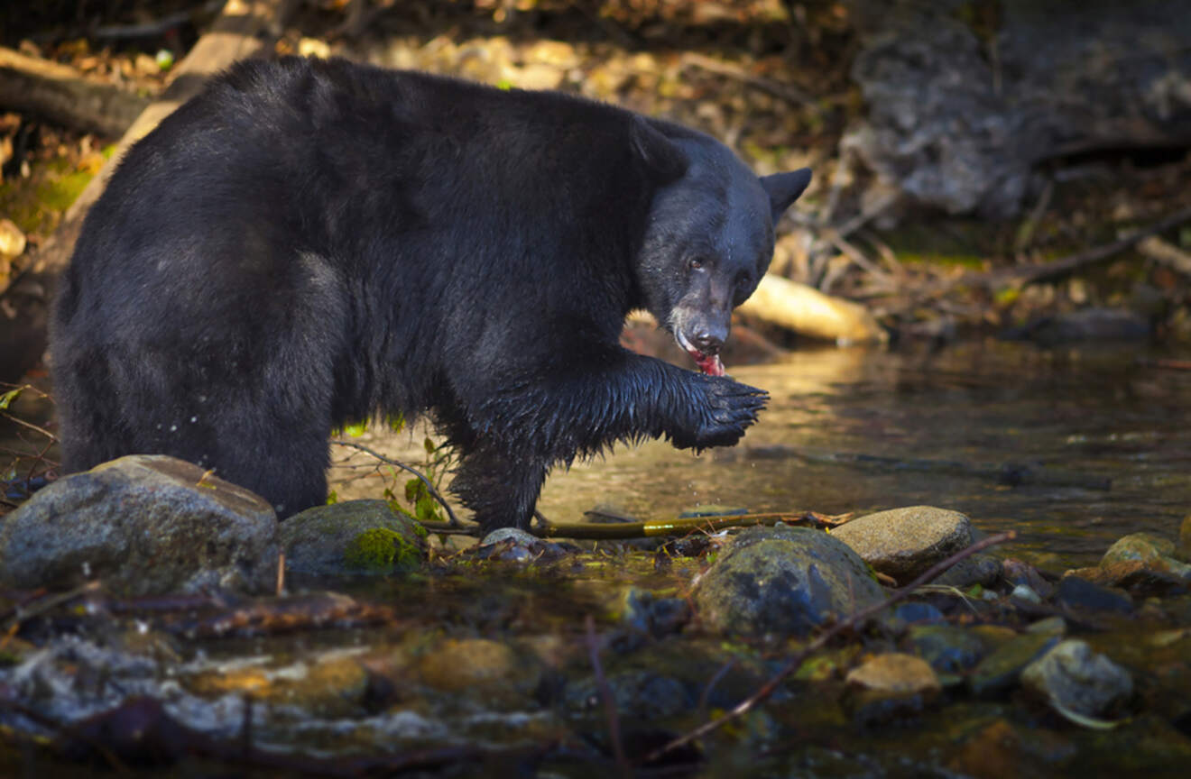 a black bear hunting for salmon in a creek