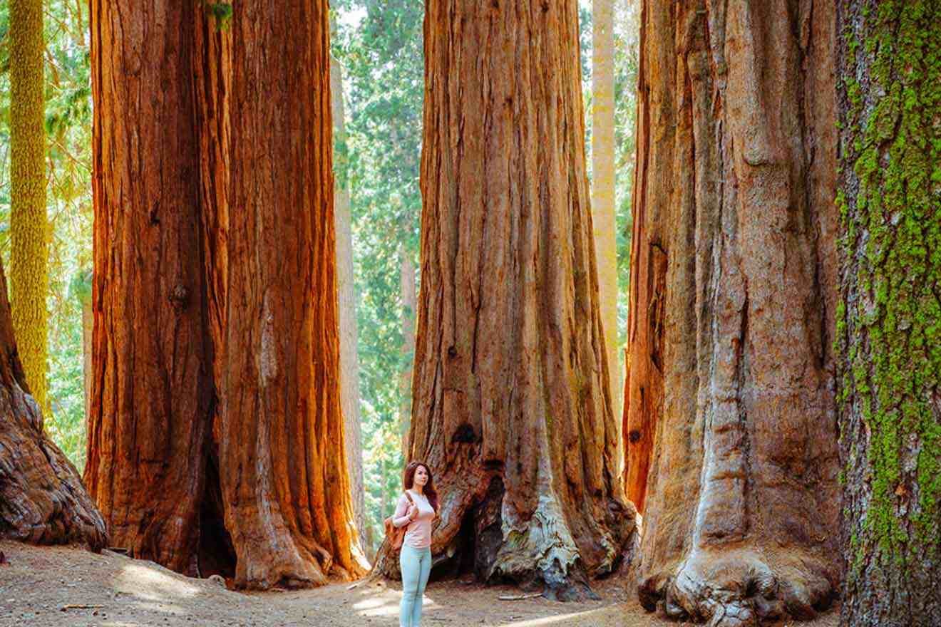 A person stands among giant sequoia trees in a forest, highlighting the immense size of the trees.