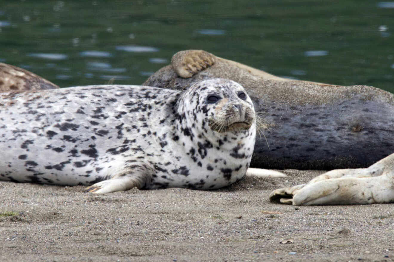 A group of seals laying on the sand.