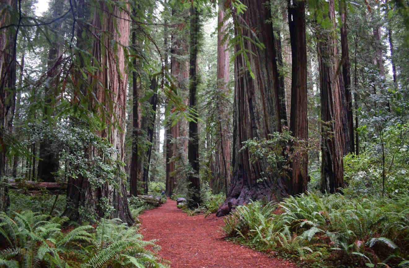 a red path among tall trees