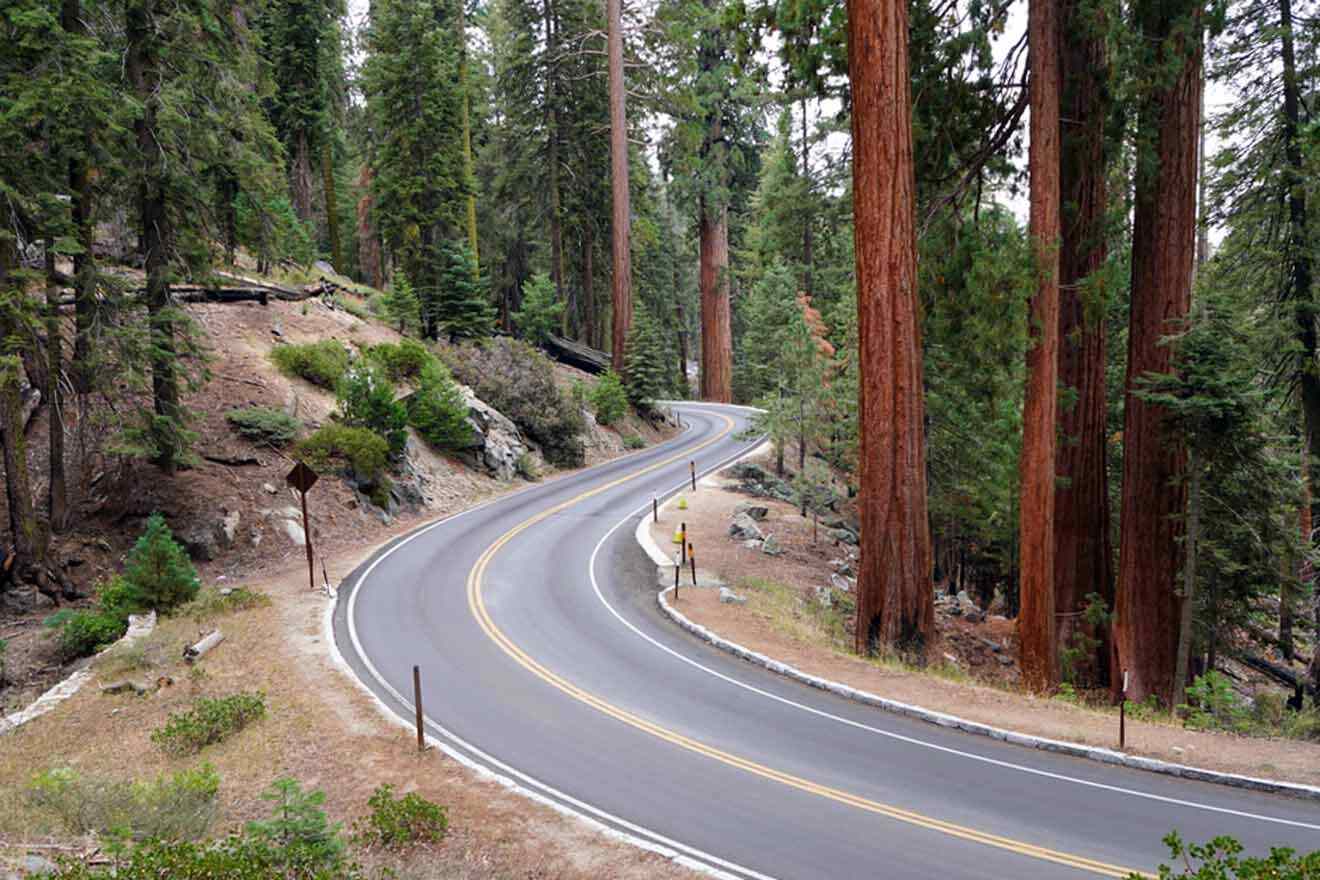 highway next to sequoia trees