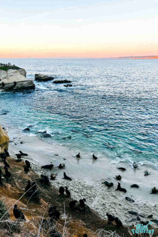 A group of sea lions on a beach near the ocean.