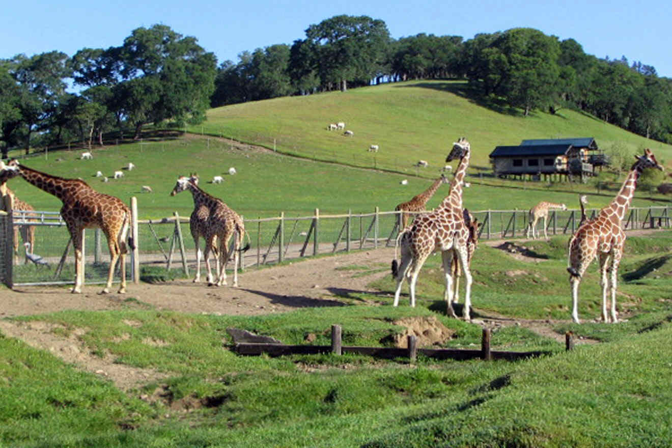 A group of giraffes standing in a fenced area.