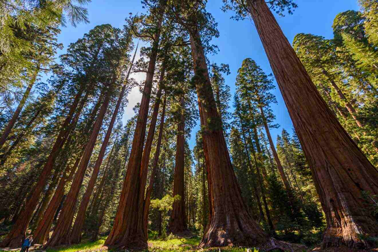people looking at tall sequoia trees