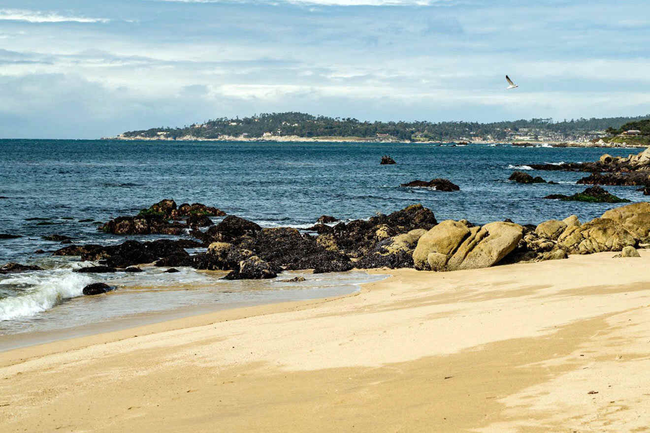 A beach with rocks and a seagull flying over it.