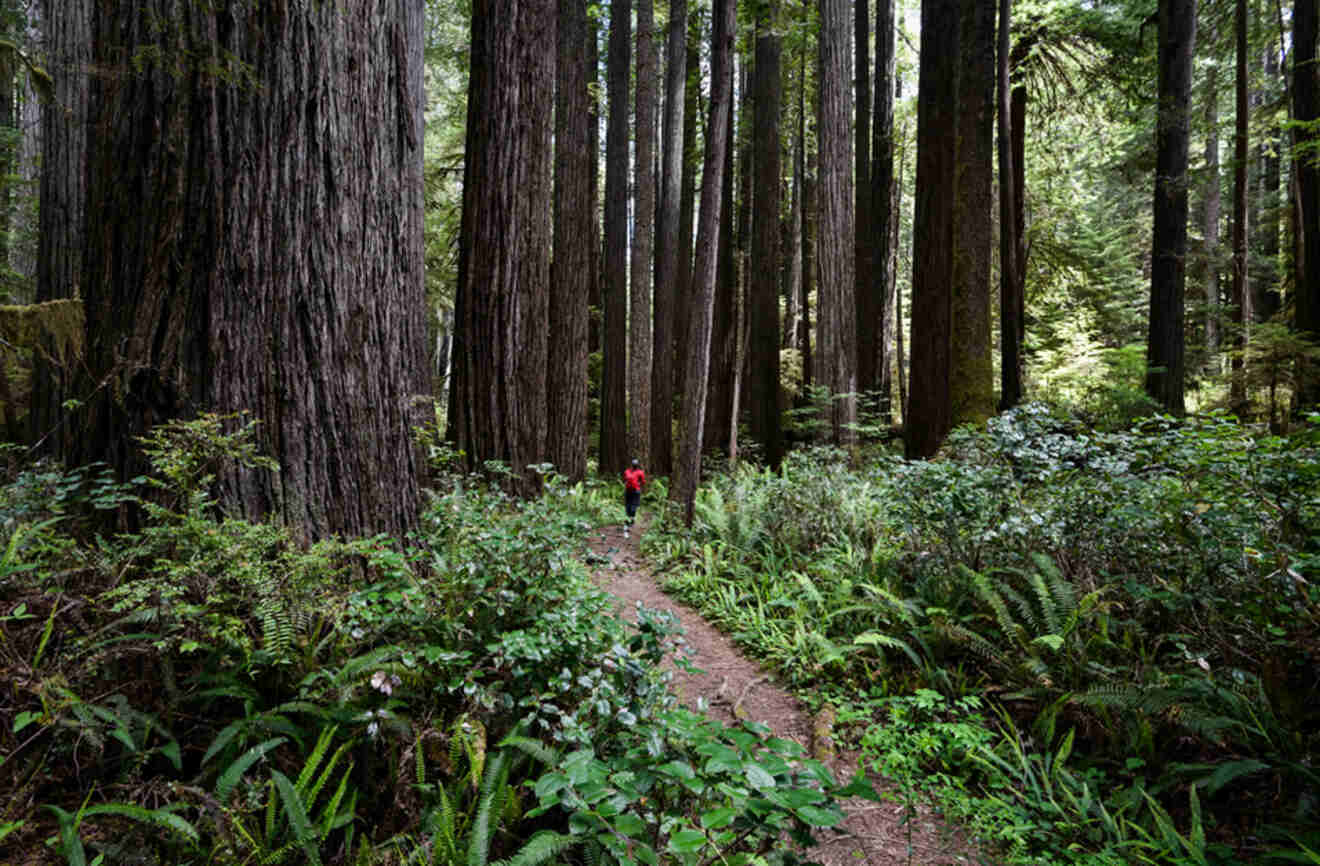 a person walking on a trail among tall trees