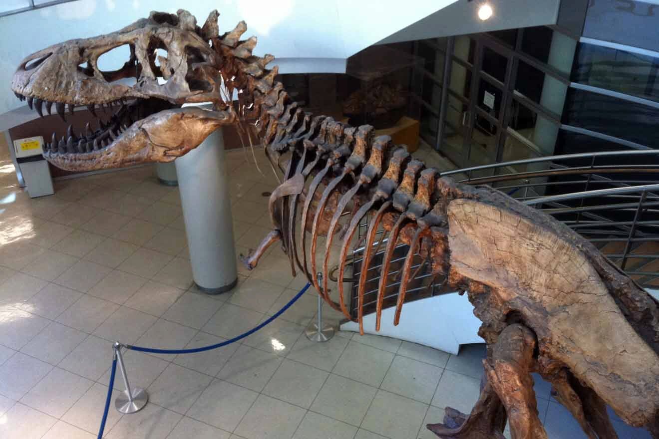 A t - rex skeleton is displayed in a museum.