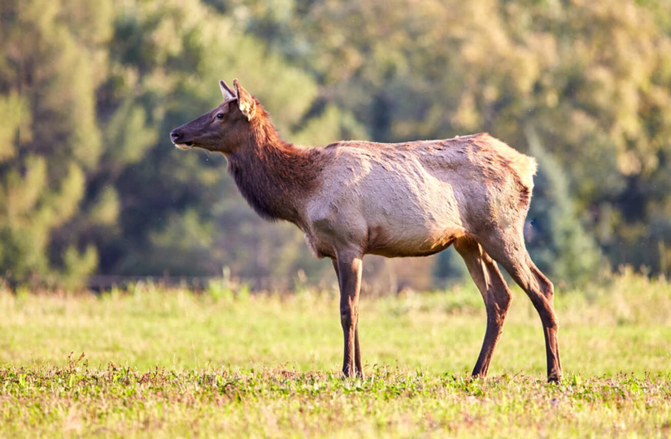 a Roosevelt elk on grass