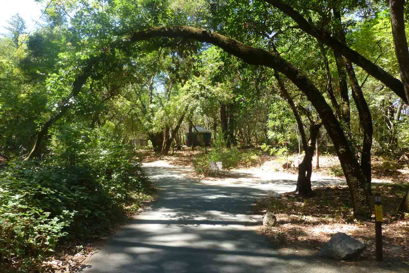 a path through a forest