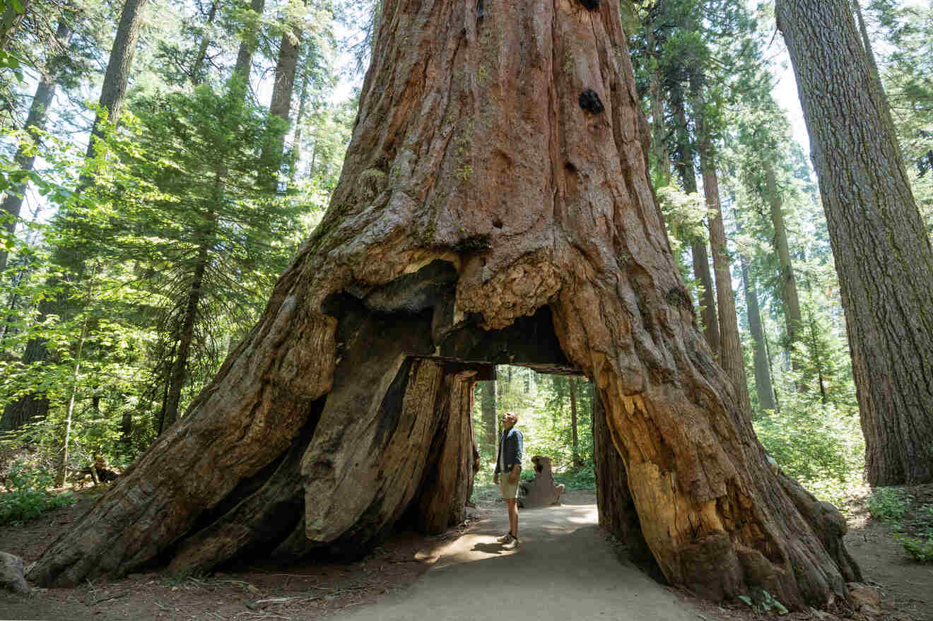 a person standing under a gate made in in a giant tree