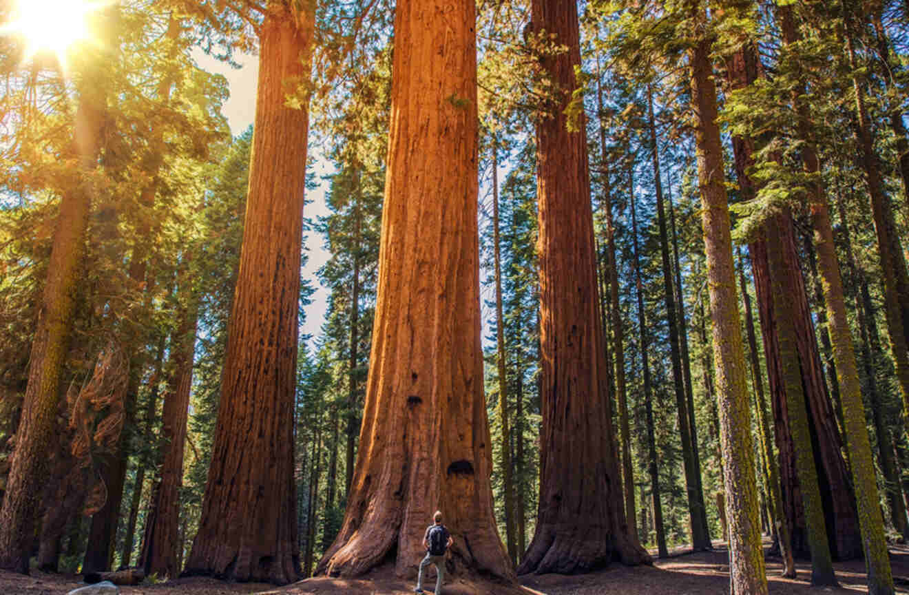 a person standing in front of a giant redwood tree at sunset