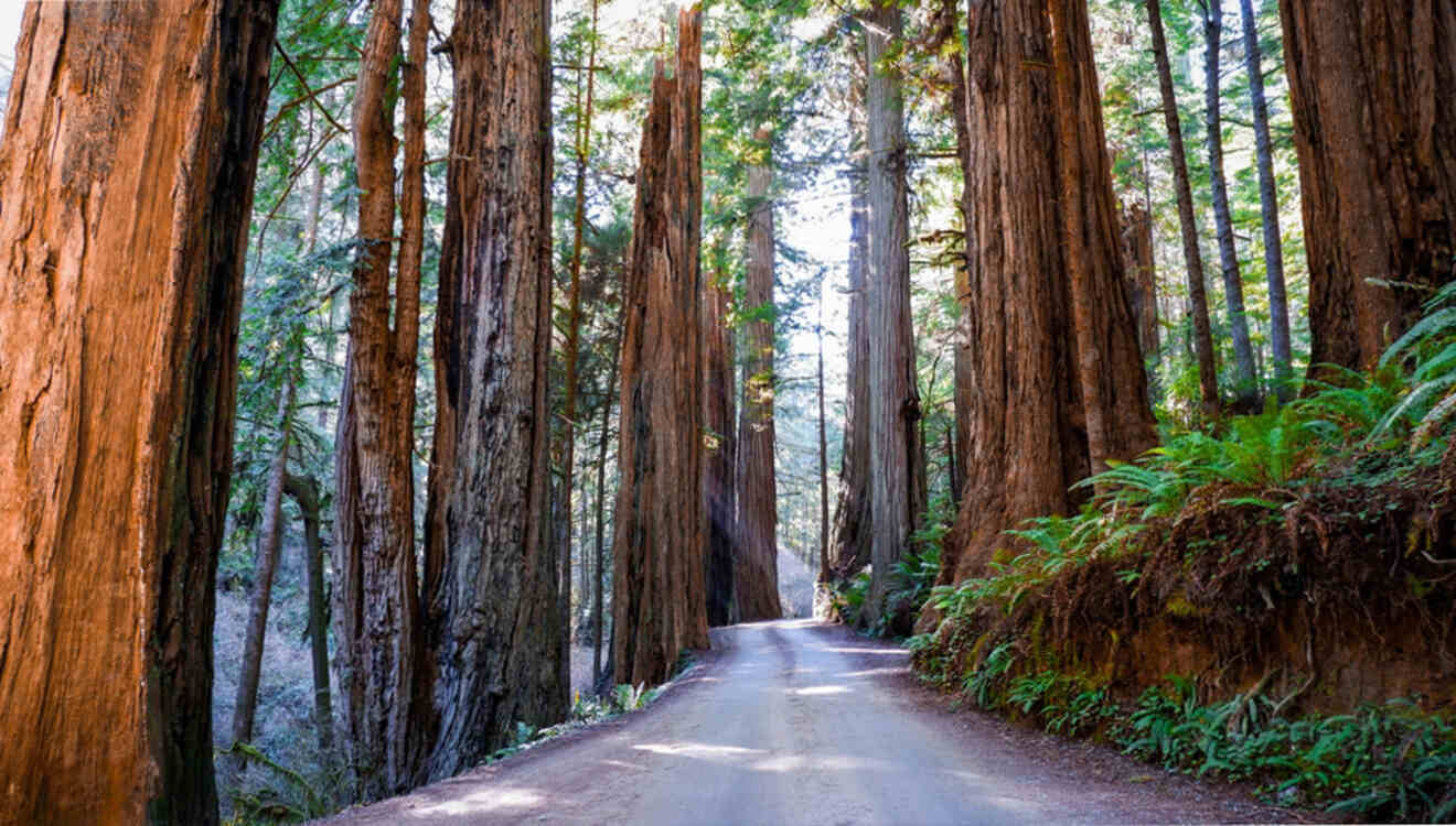 A dirt road surrounded by tall redwood trees.