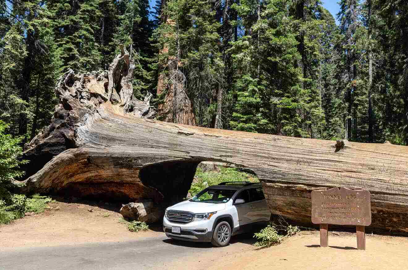 A suv driving under a fallen sequoia tree