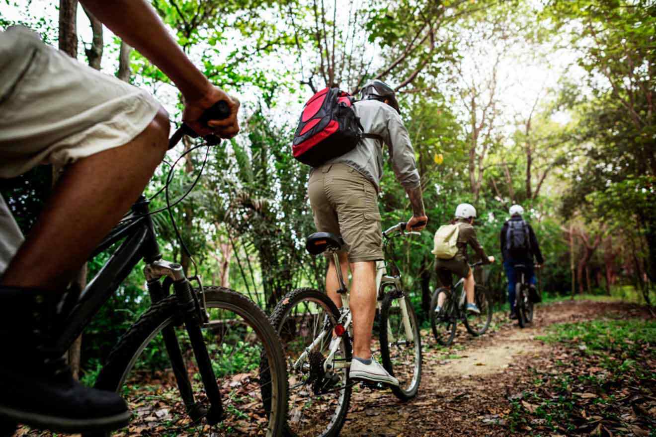 A group of people riding bicycles through a forest.