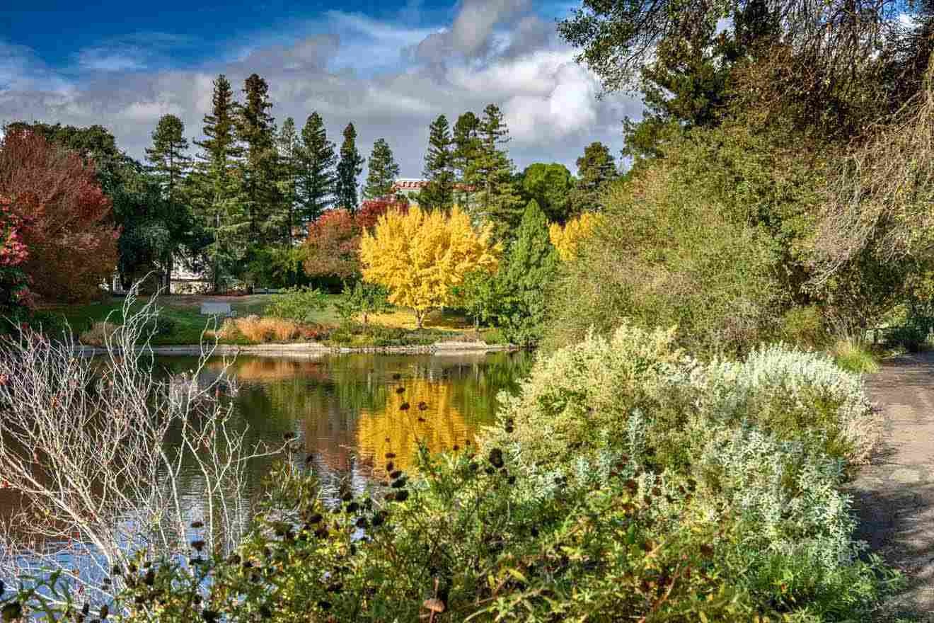 A pond surrounded by trees and bushes.