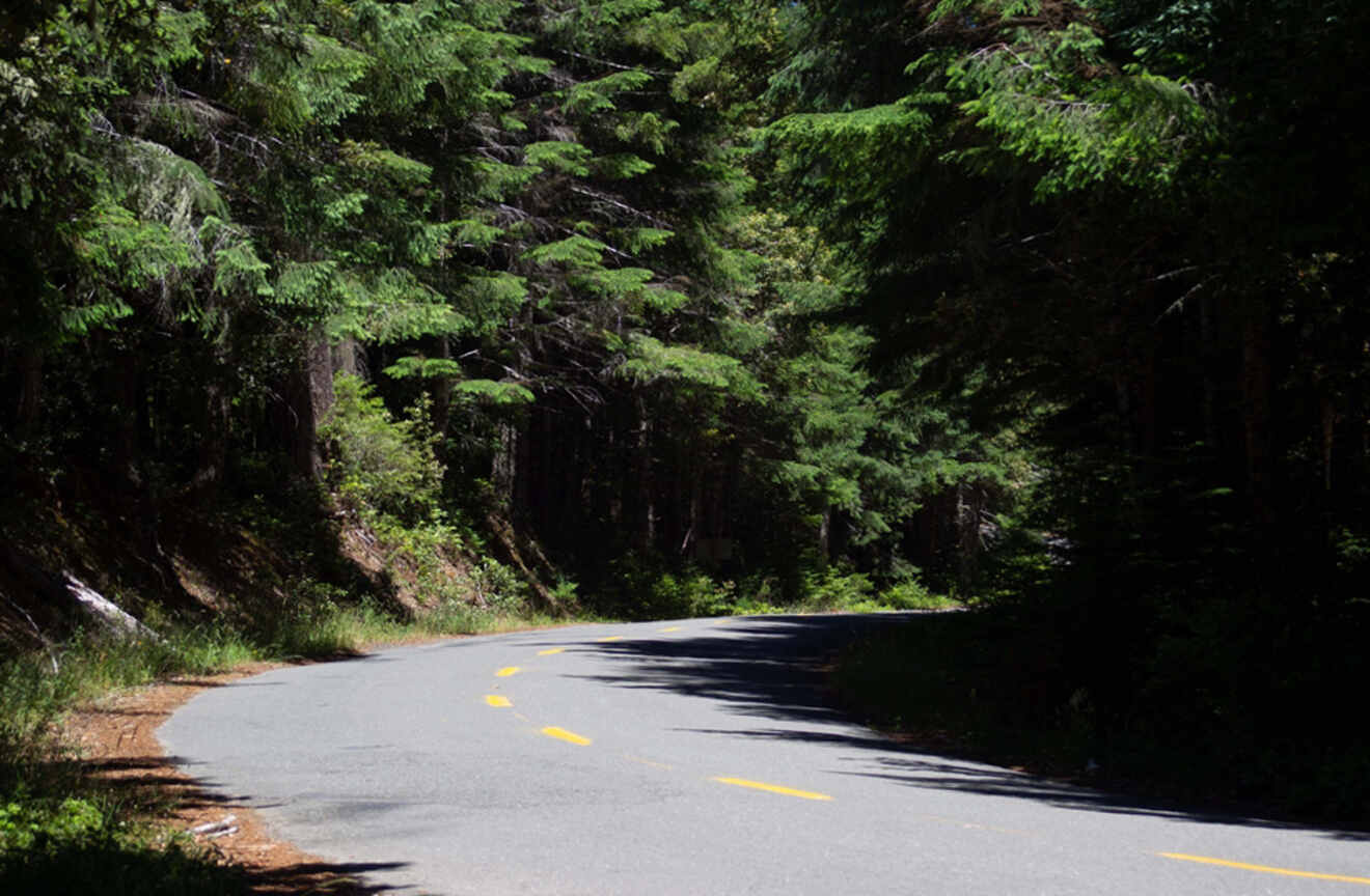 a road winding among tall trees