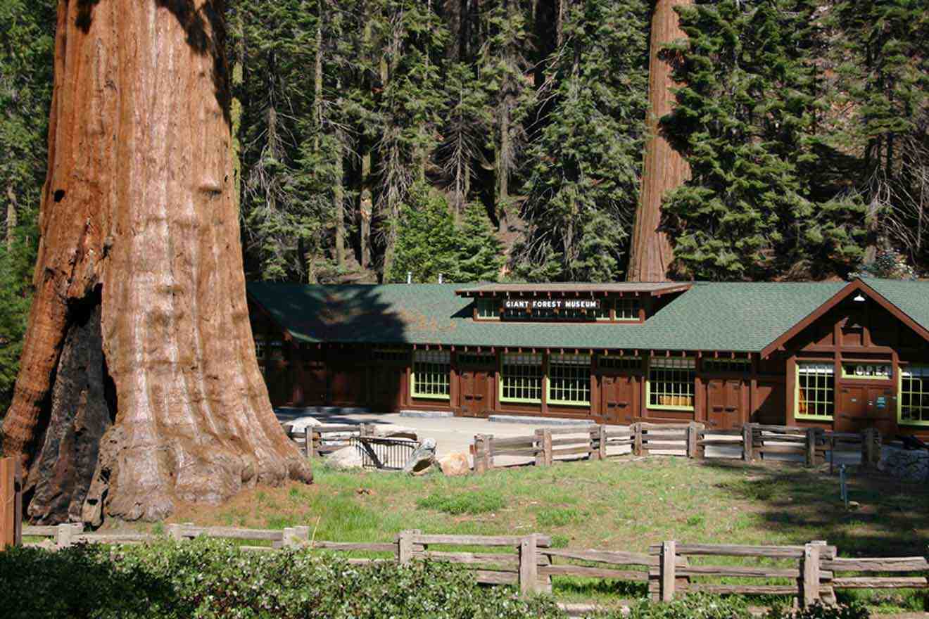 A large tree in the middle of a wooded area with a wooden house housing a museum behind it