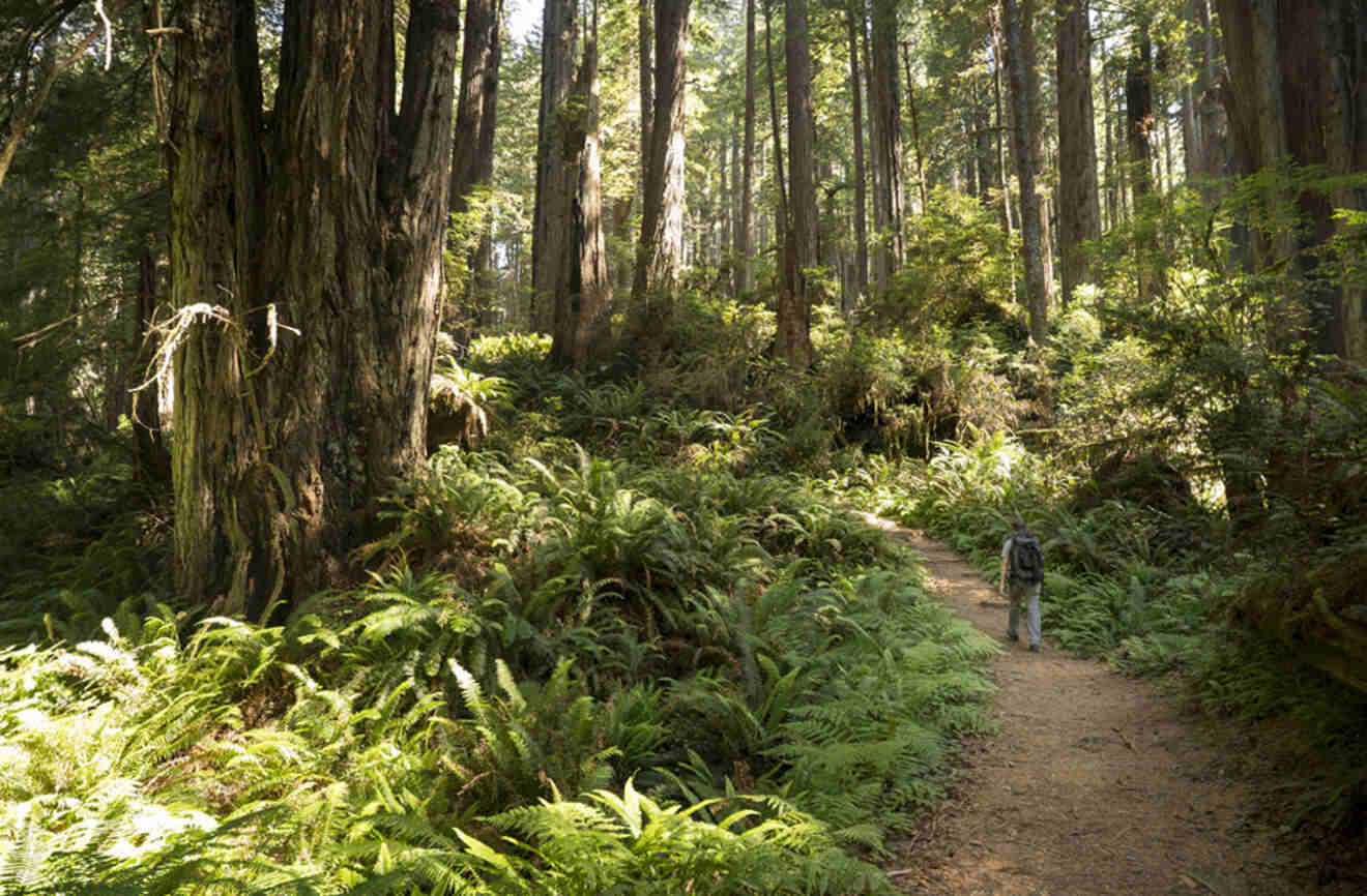a person walking on a trail among ferns and tall trees