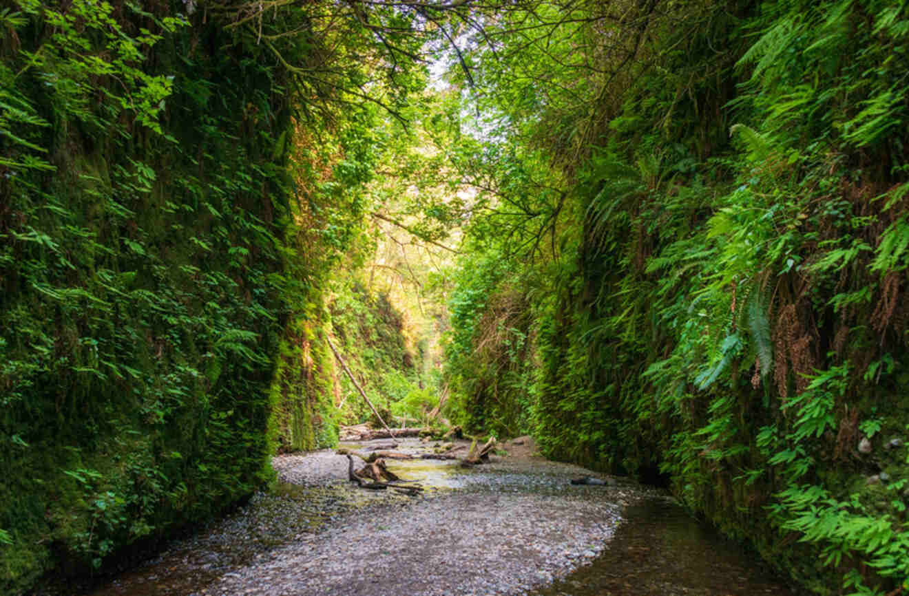 a path among a canyon with ferns