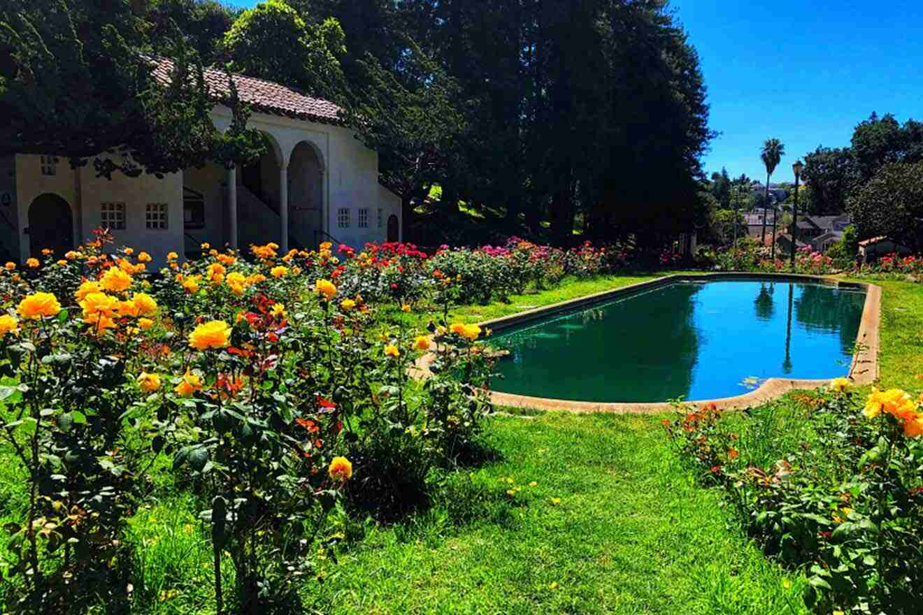 A pool surrounded by roses in a garden.