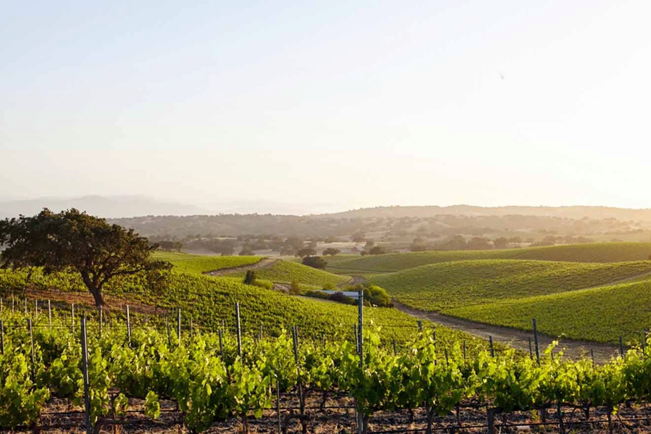 a vineyard in the middle of a lush green field