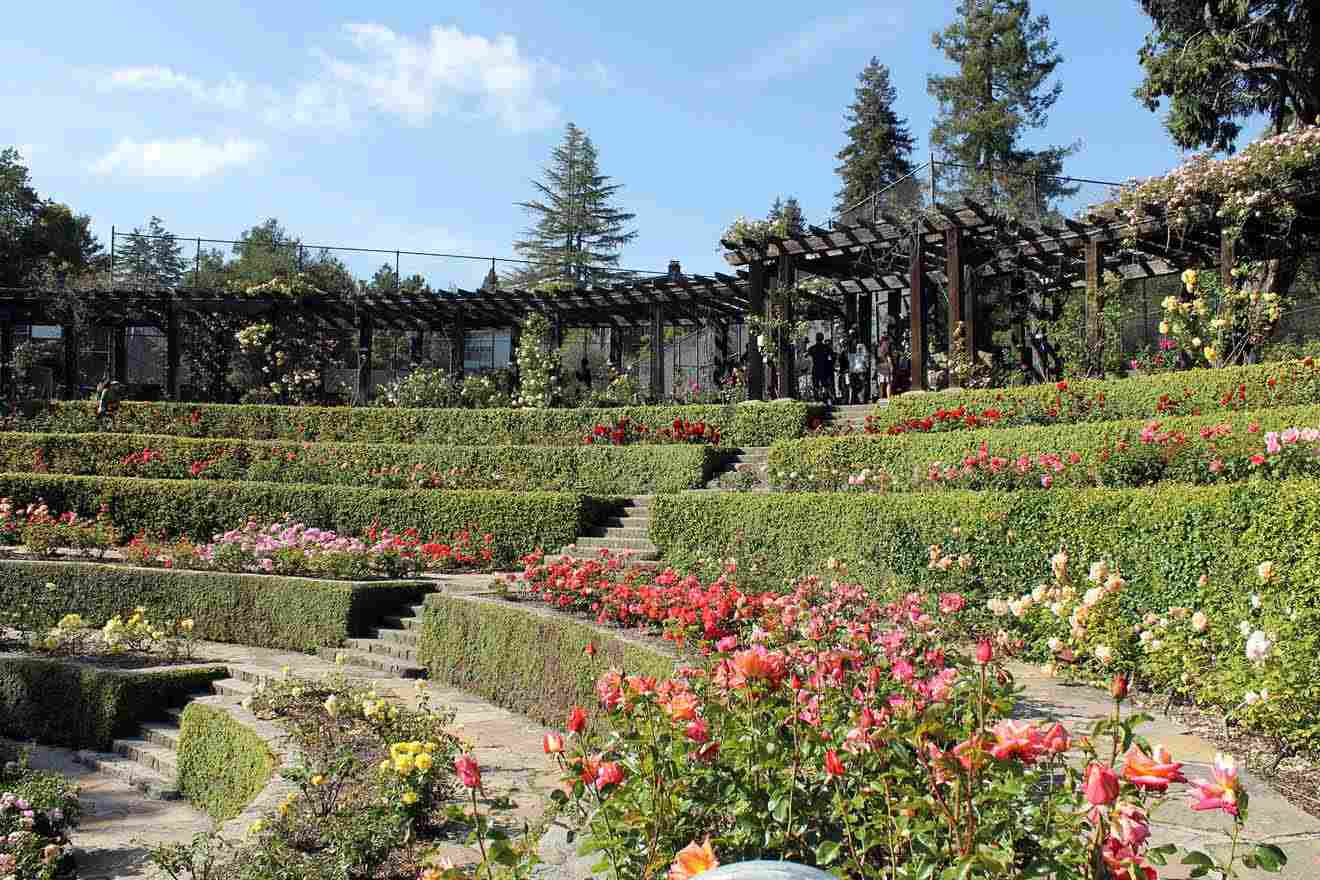 A garden filled with roses and bushes.