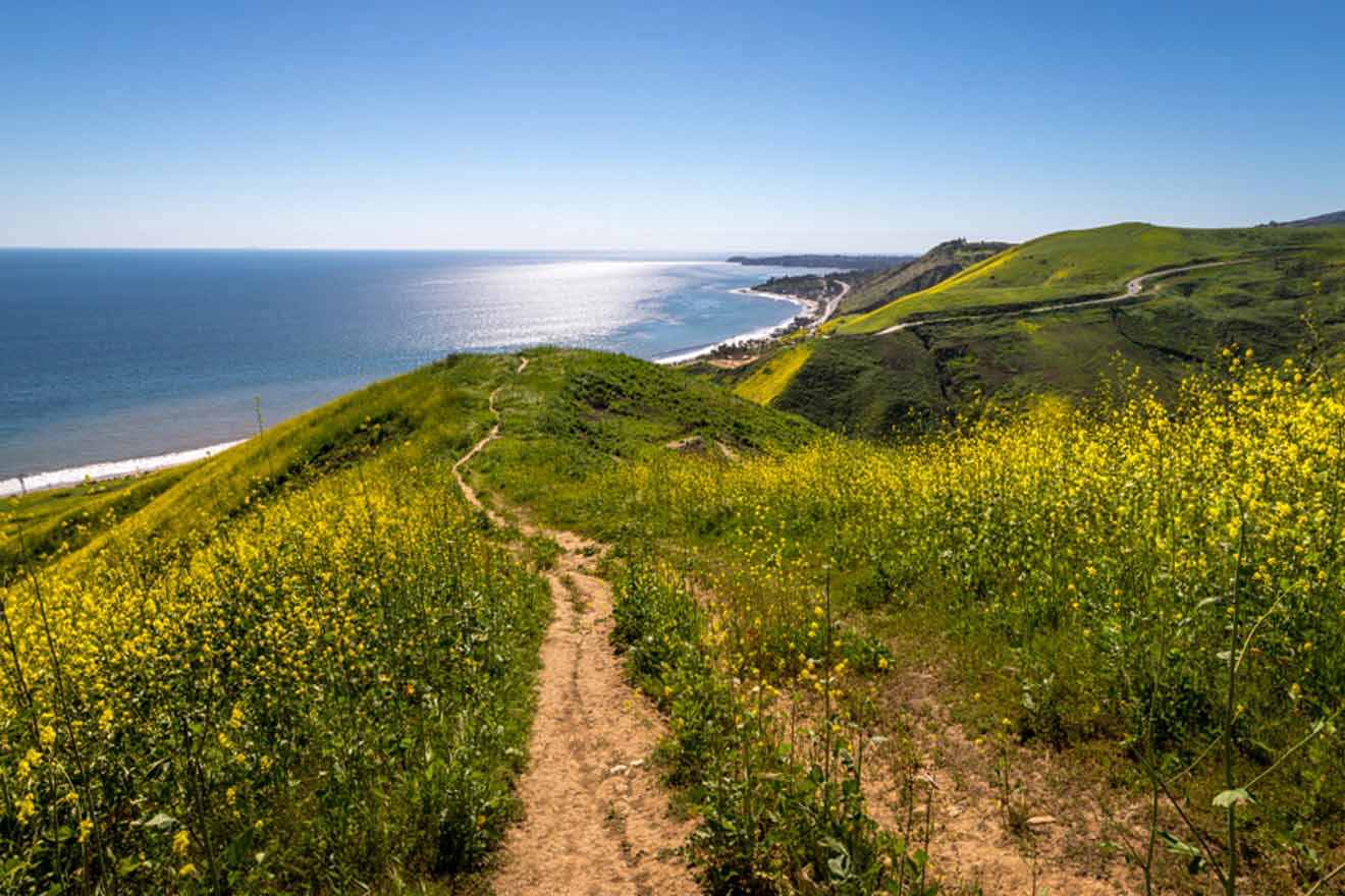 trail surrounded by flowers and hills overlooking the ocean