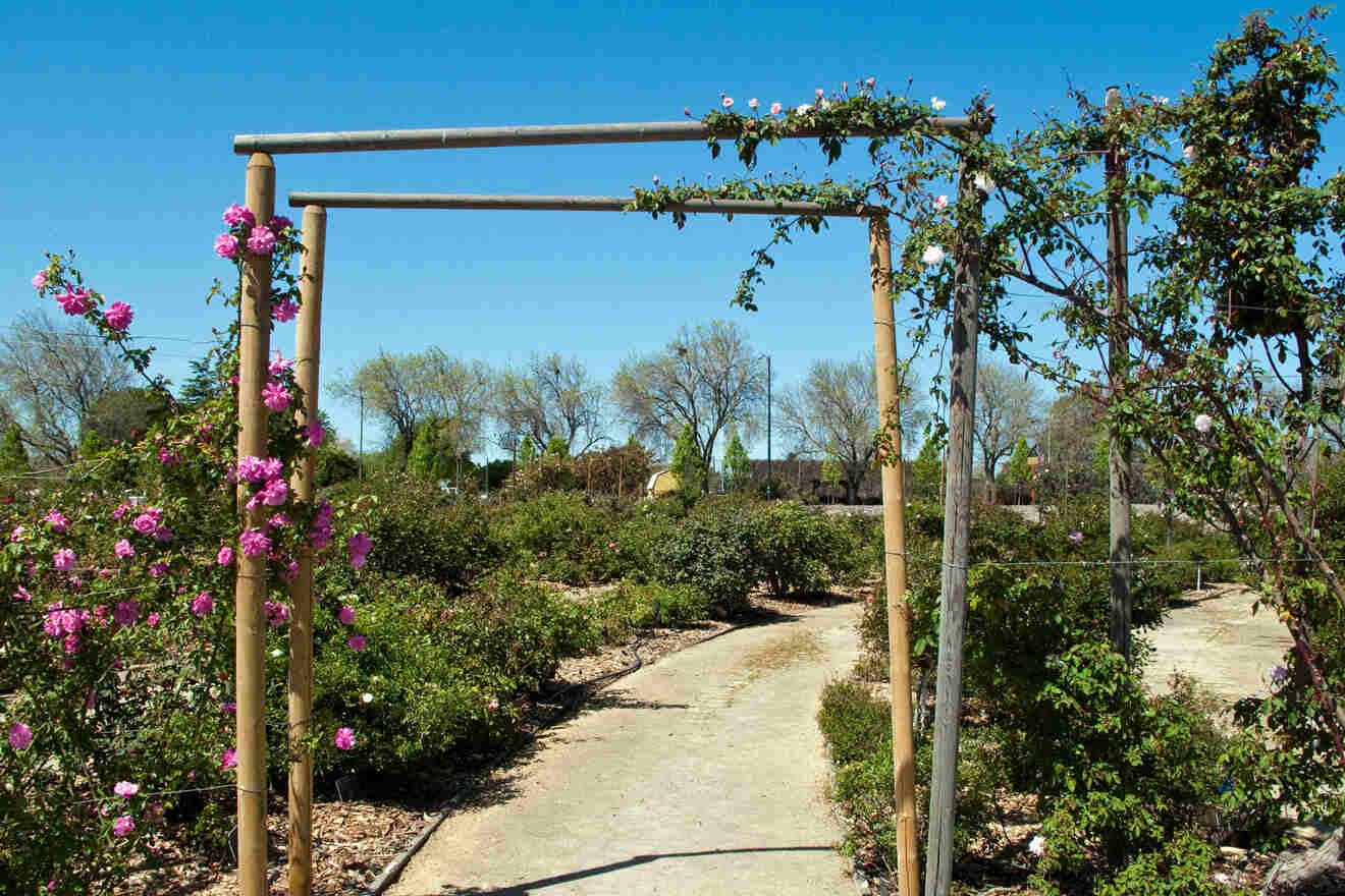 field with roses and other plants