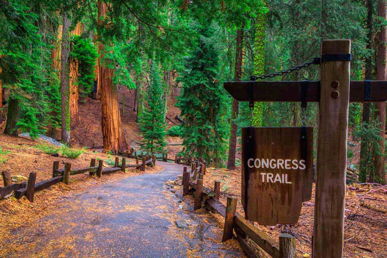The congress trail in sequoia national park