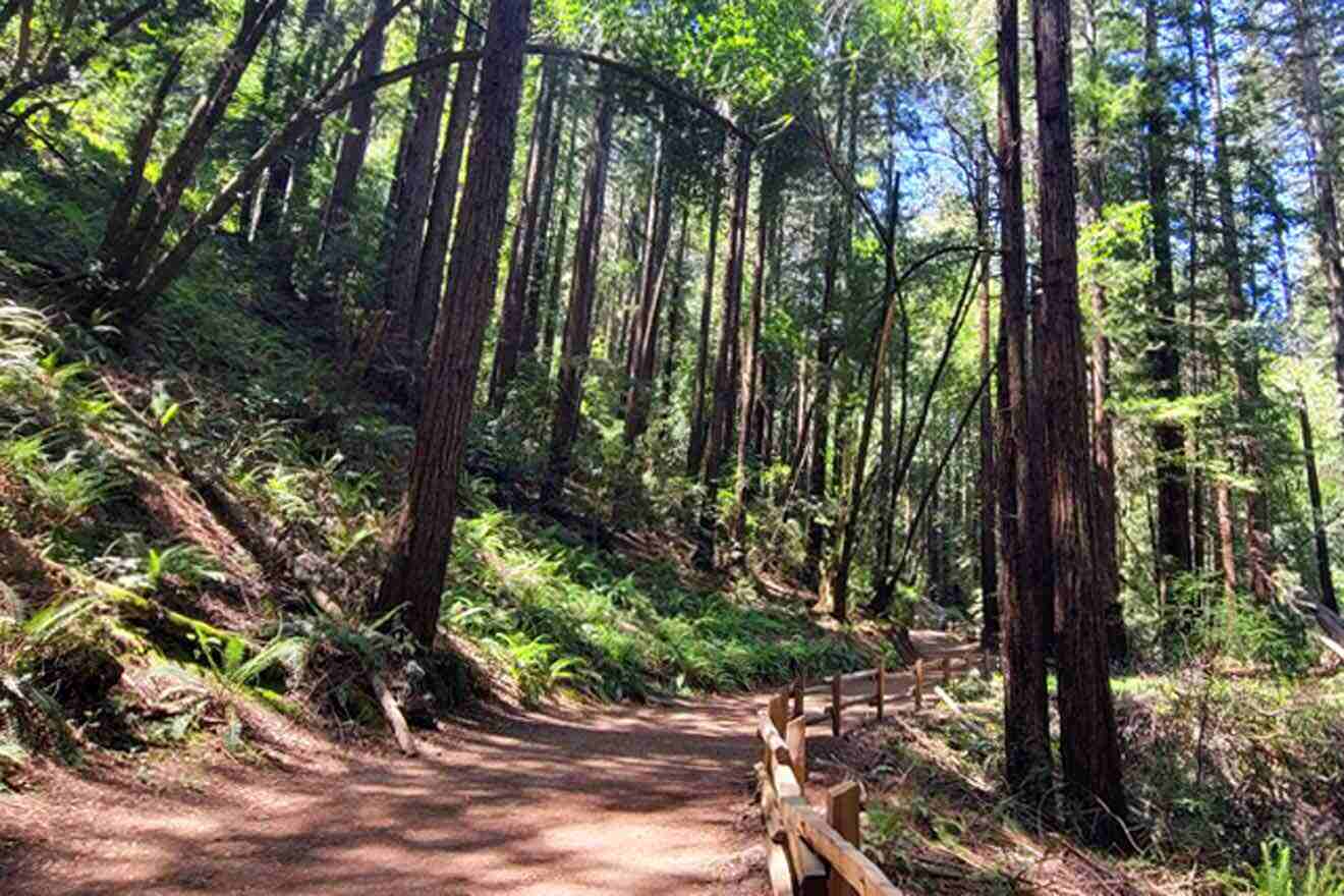 A trail through a redwood forest.