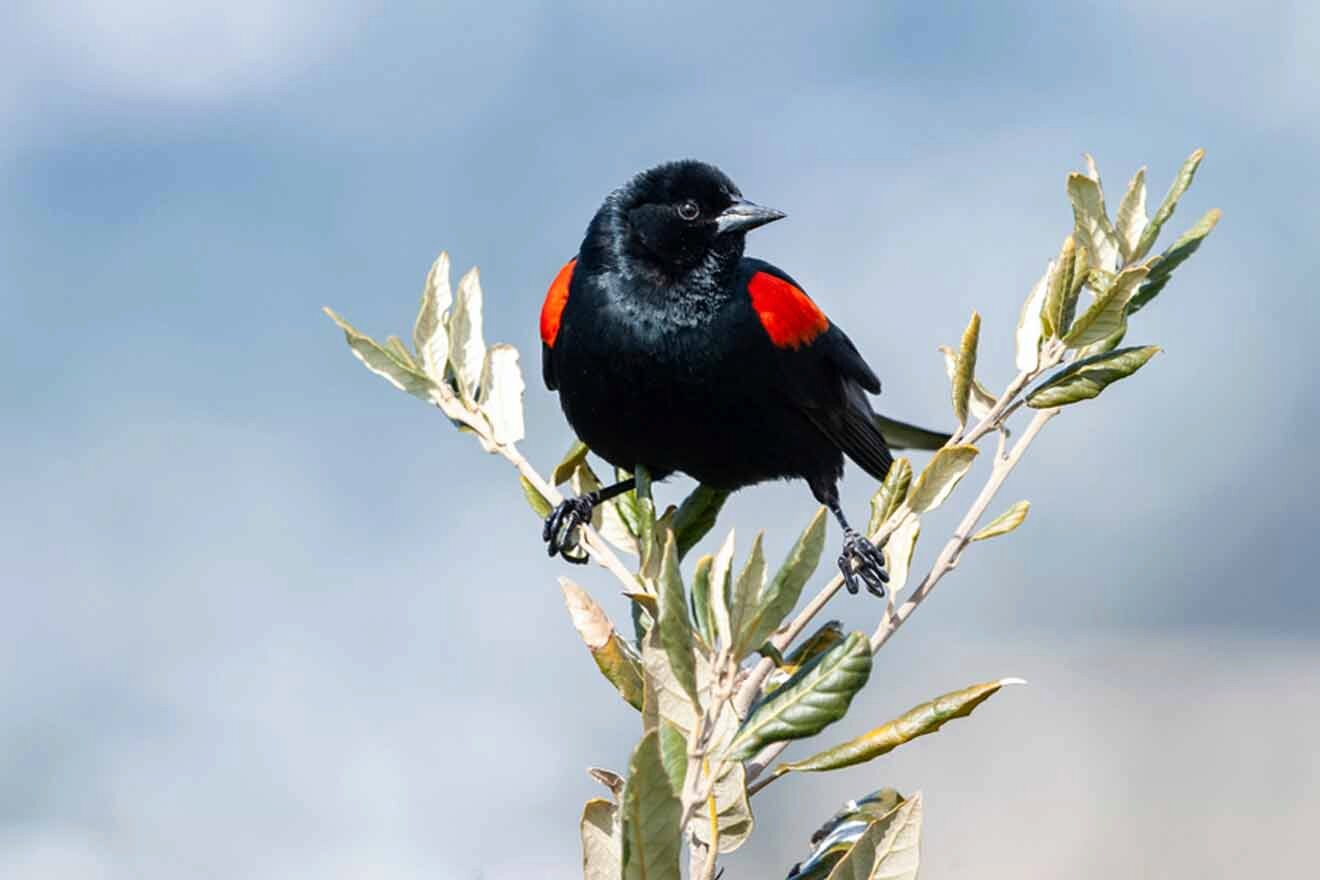 A black and red bird perched on a branch.