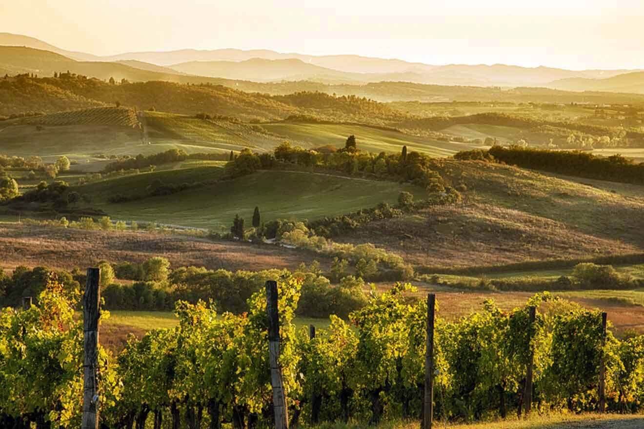 a scenic view of a vineyard in the hills at sunset