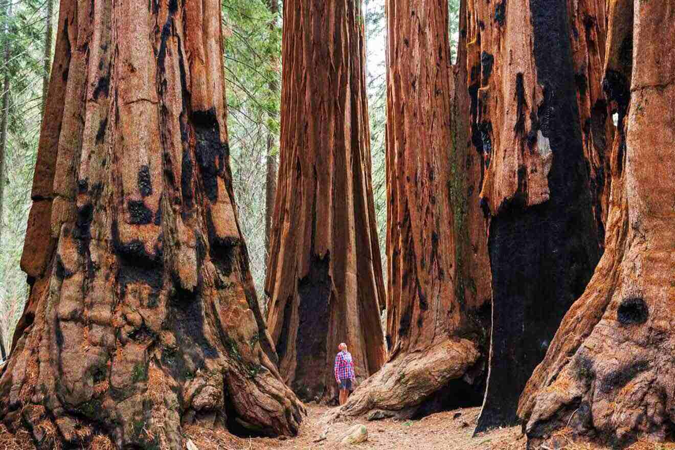 A person standing in the middle of a sequoia tree forest.