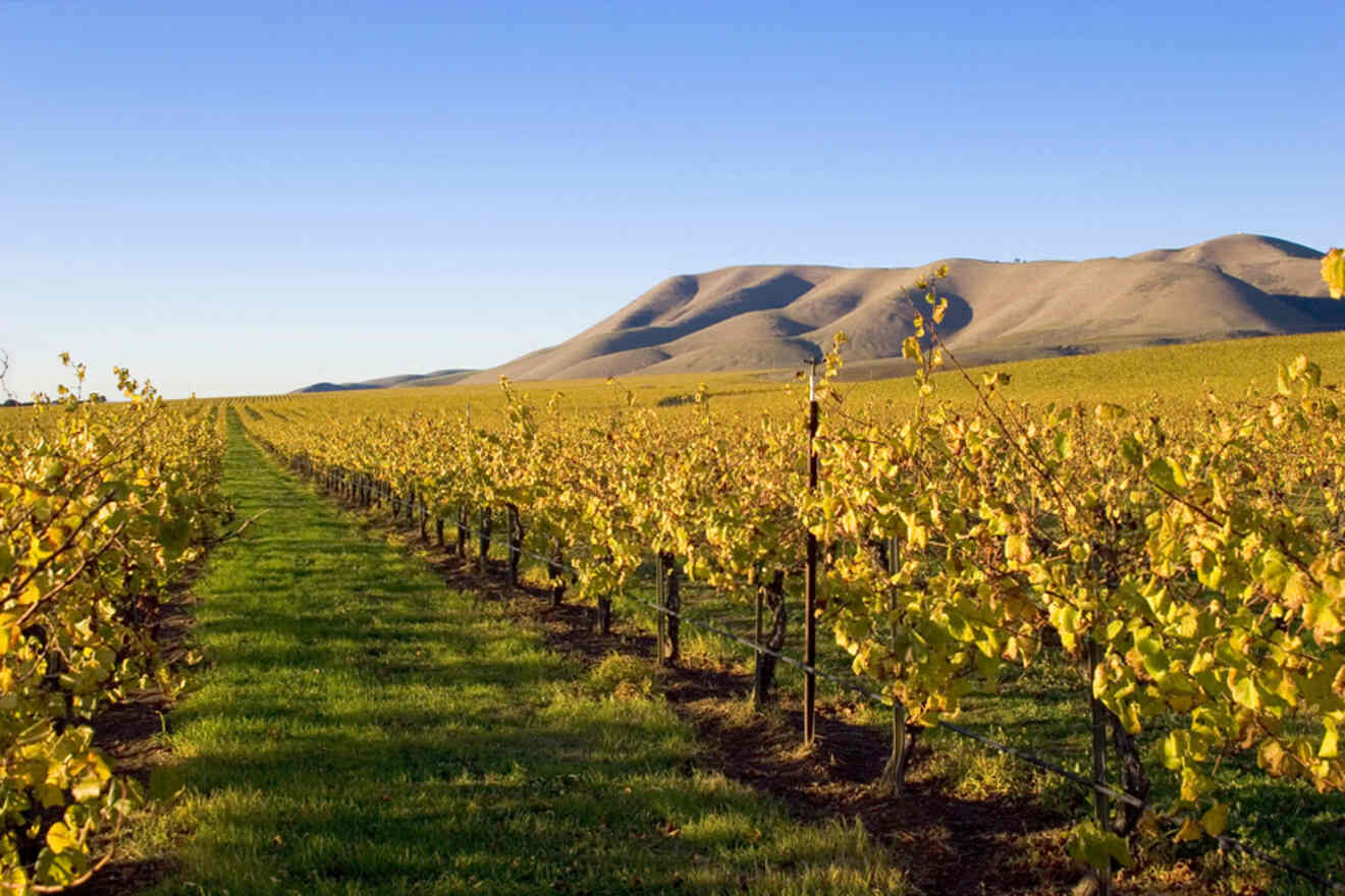 8 TOP Wine Tours in Santa Ynez Valley → with Prices!