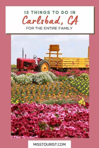 field full with flowers with a tractor in the background