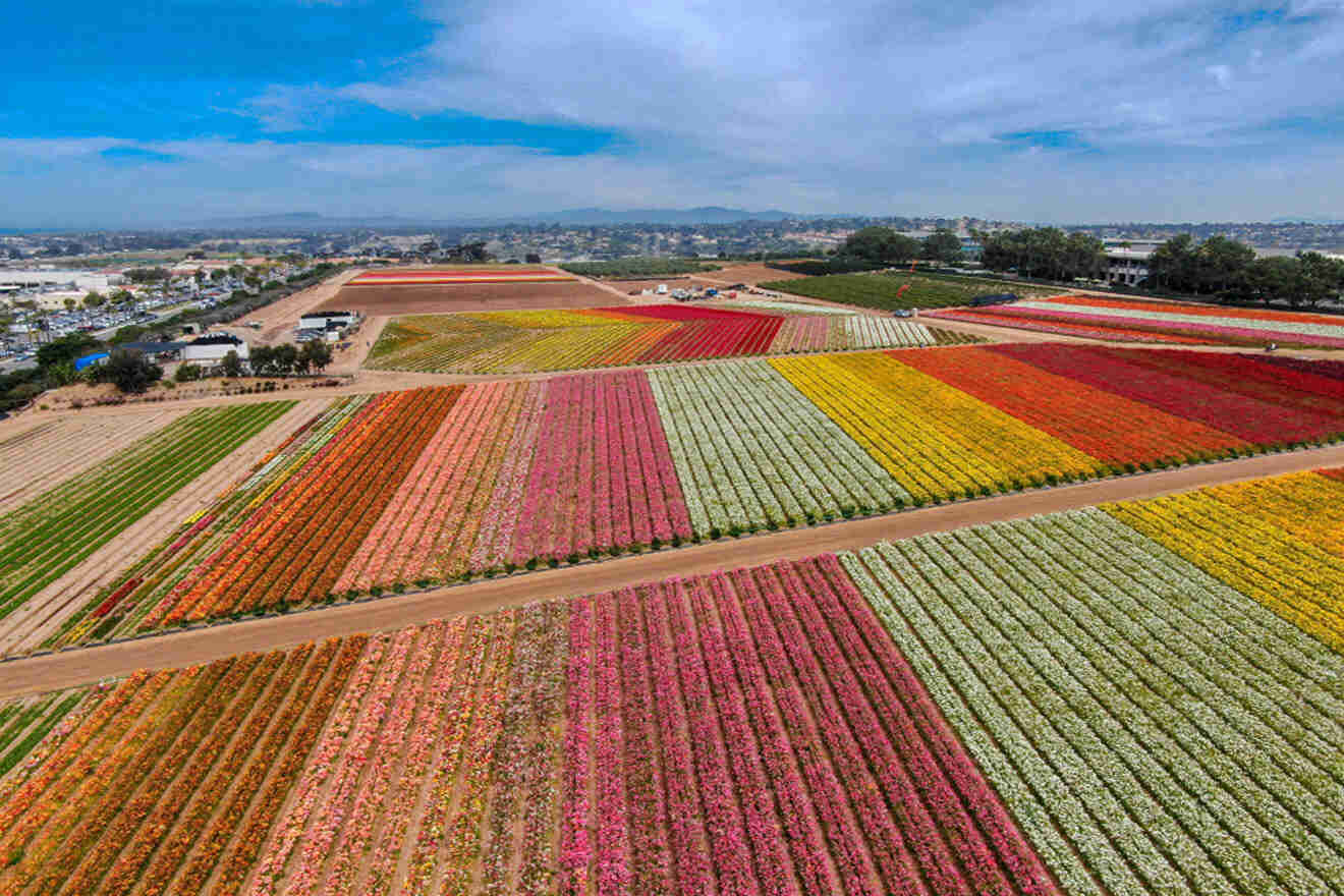 An aerial view of a colorful field of flowers.