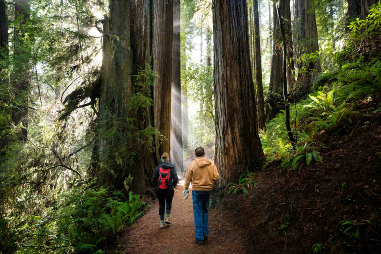 Two people walking through a redwood forest.