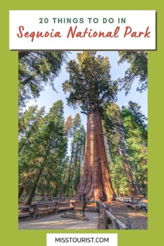 woman sitting in front of a giant sequoia tree